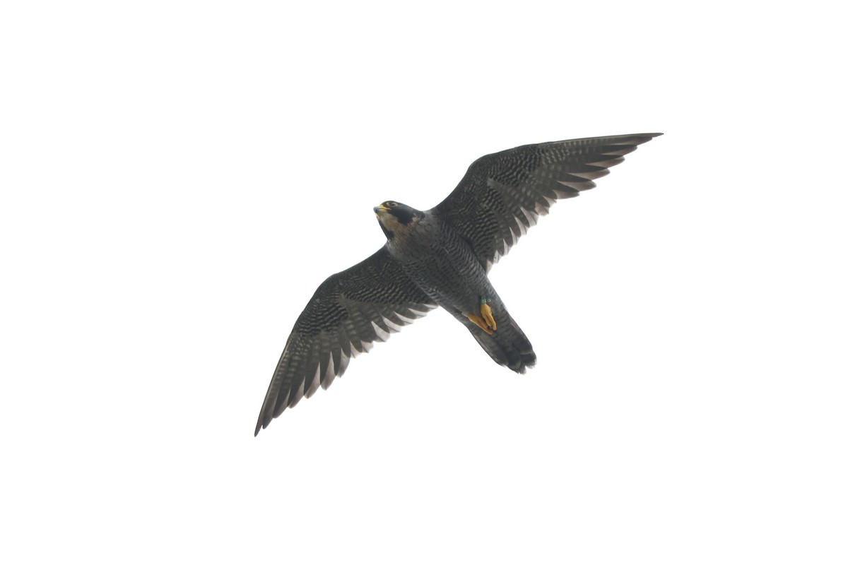 Peregrine Falcon (North American) - ML623616033