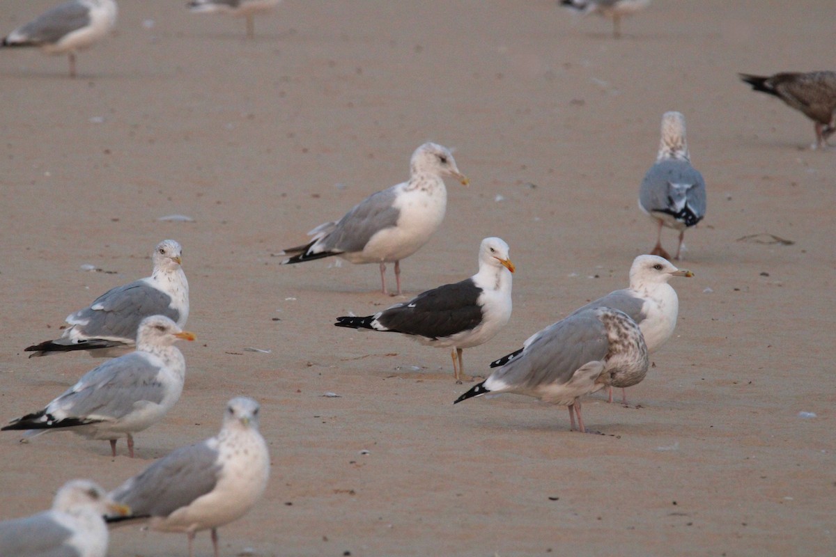 Gaviota Sombría - ML623616096