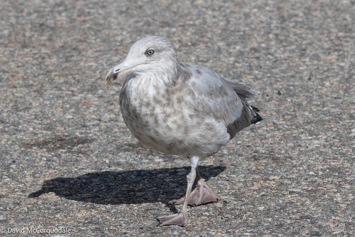 Herring Gull (American) - ML623616125