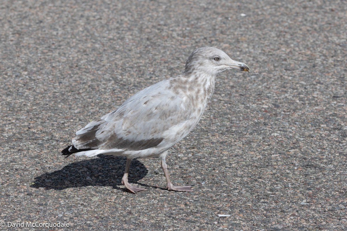 Herring Gull (American) - ML623616126