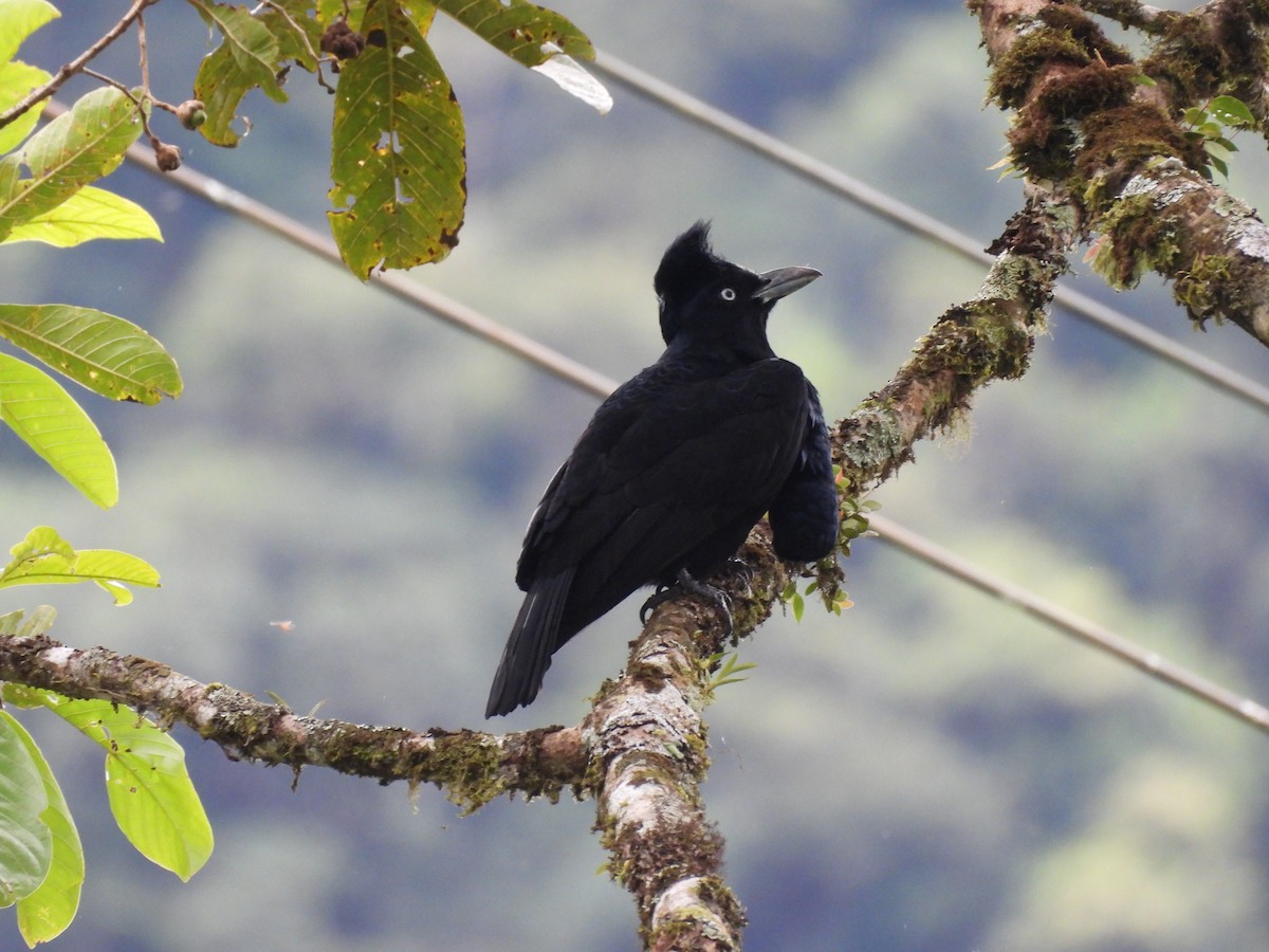 Amazonian Umbrellabird - ML623616128