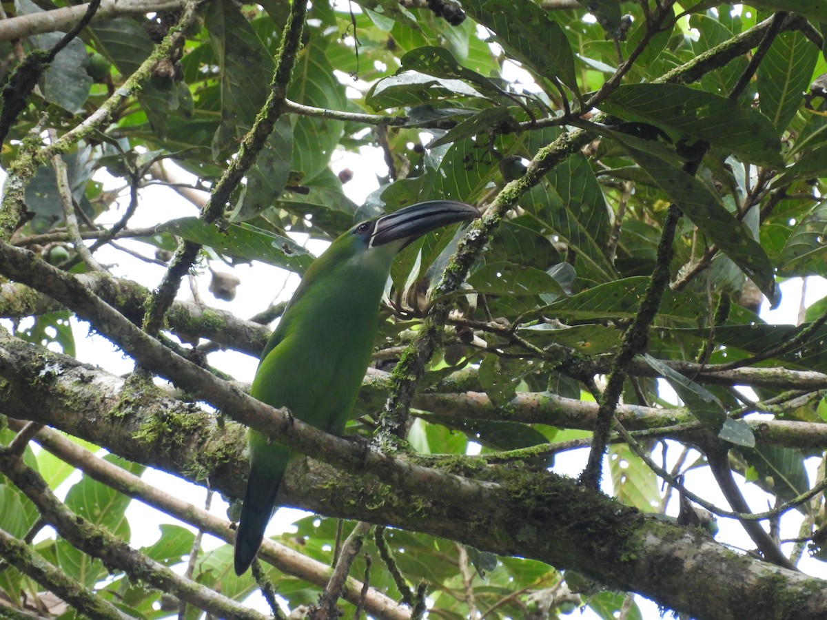 Toucanet de Derby - ML623616156