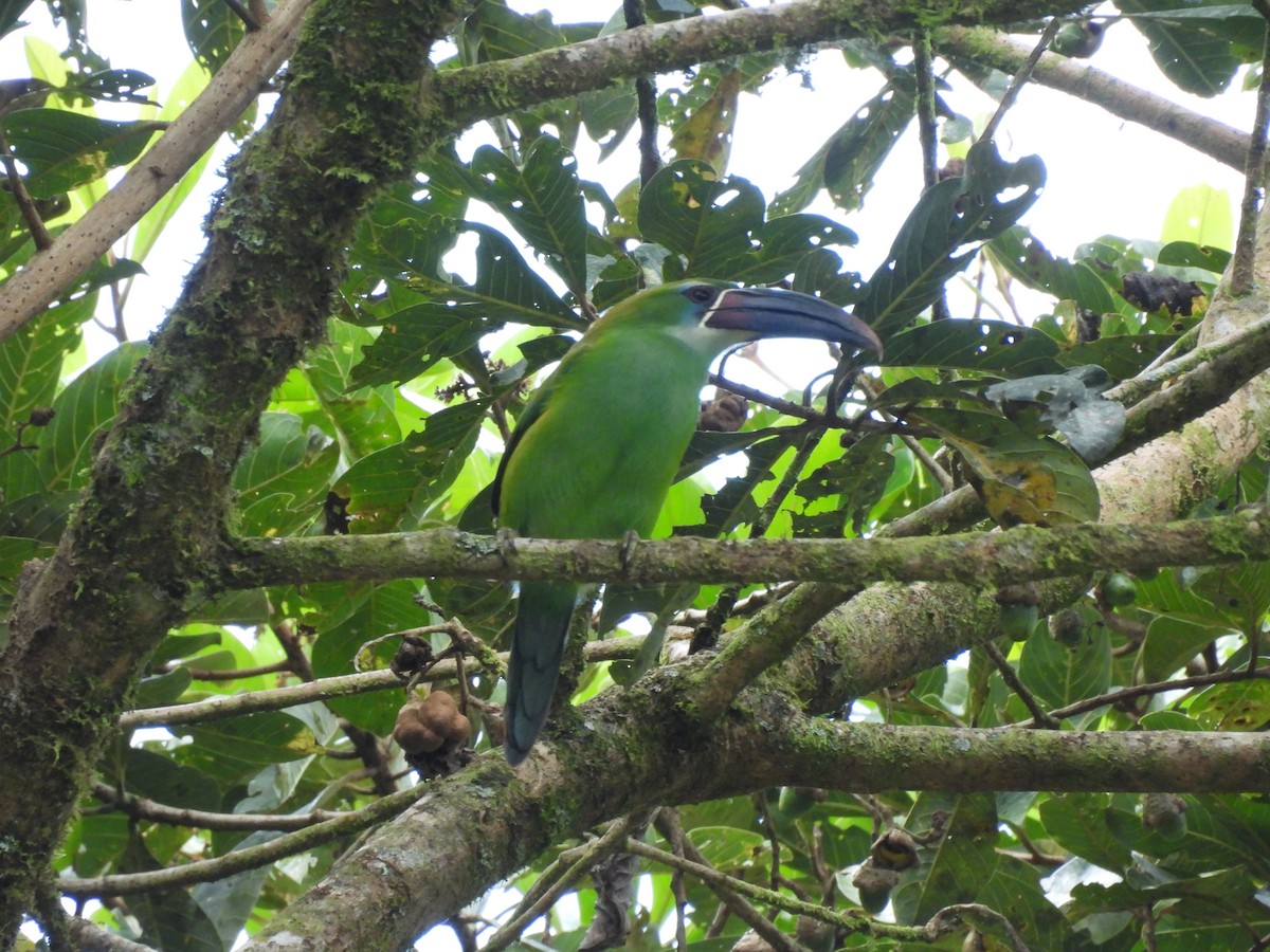 Toucanet de Derby - ML623616158