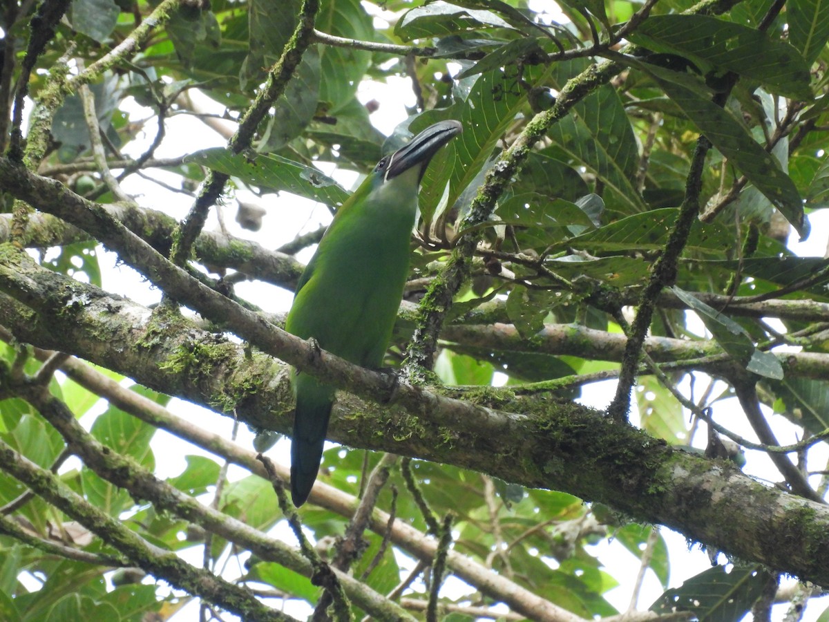 Toucanet de Derby - ML623616159