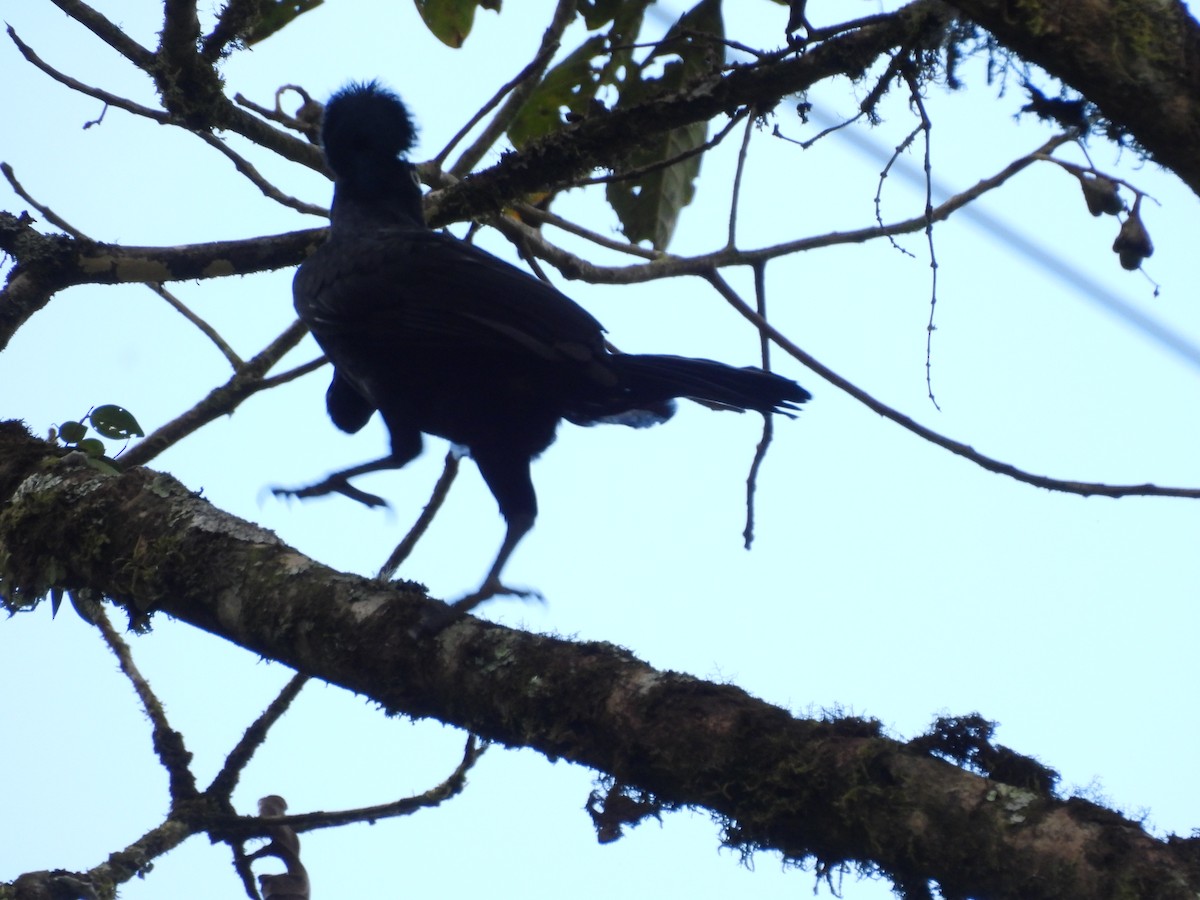 Amazonian Umbrellabird - ML623616161