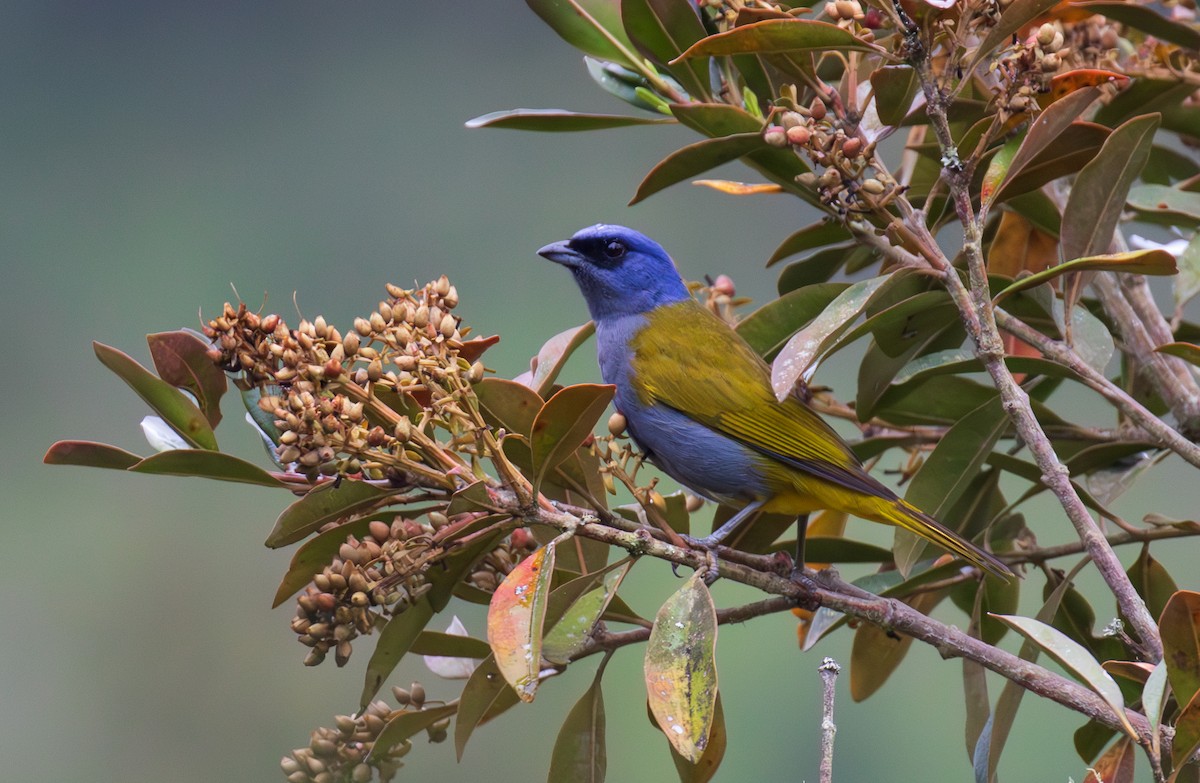 Blue-capped Tanager - ML623616282