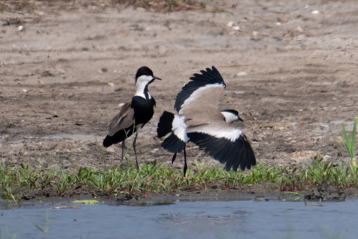 Spur-winged Lapwing - ML623616409