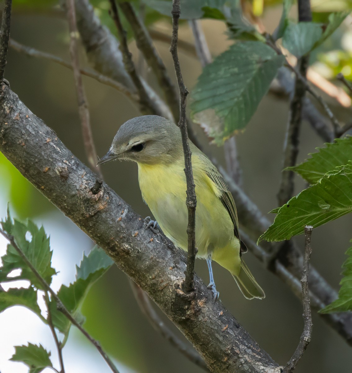 Vireo de Filadelfia - ML623616424