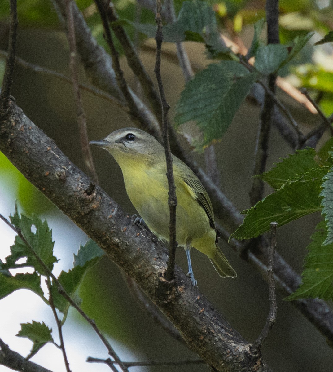 Vireo de Filadelfia - ML623616425