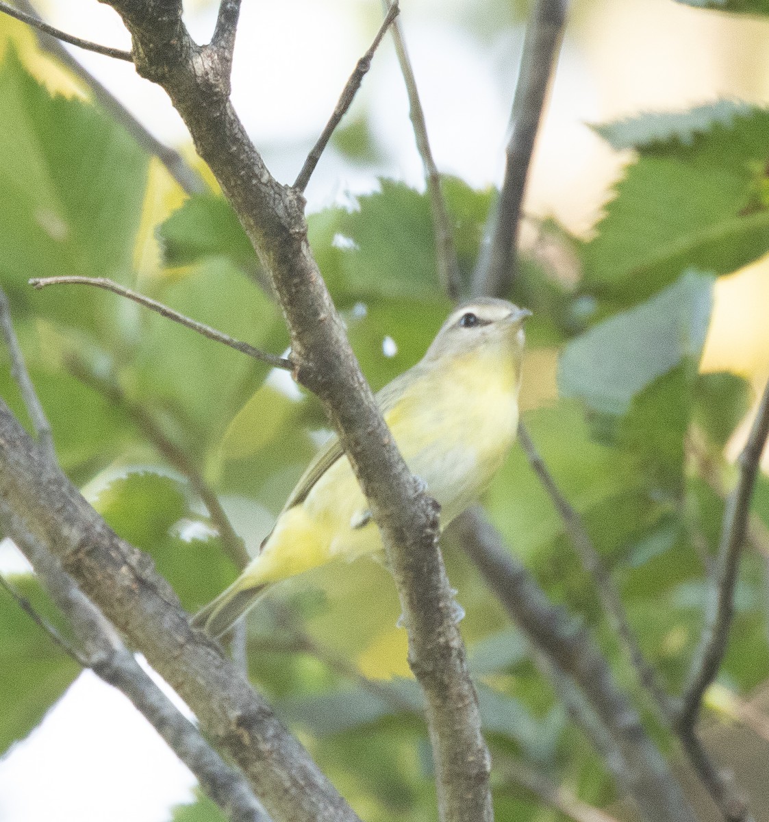 Vireo de Filadelfia - ML623616426