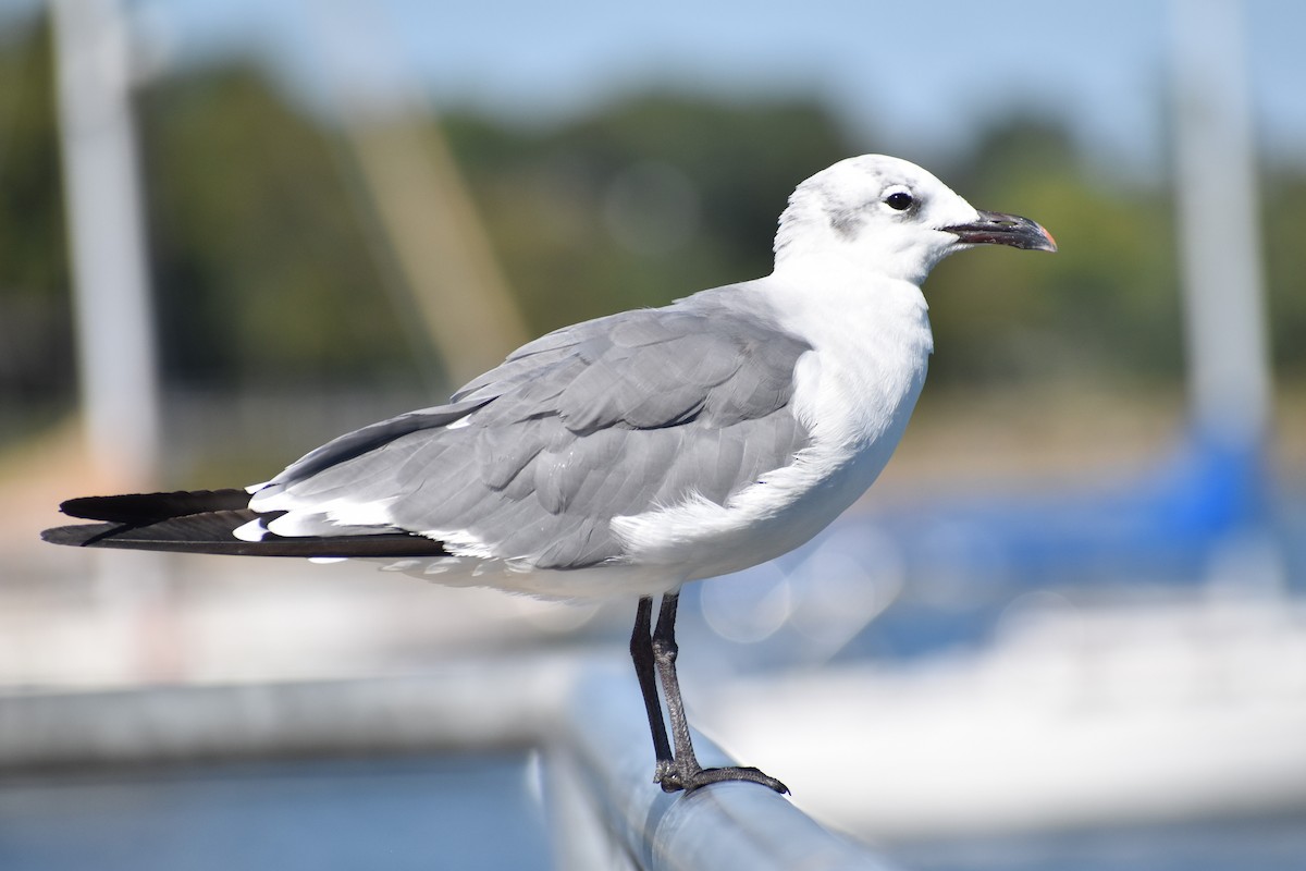 Laughing Gull - ML623616456