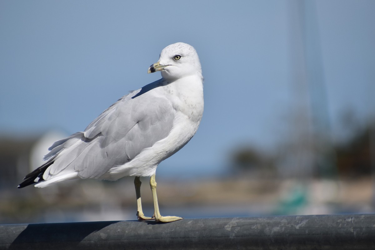 Ring-billed Gull - ML623616473