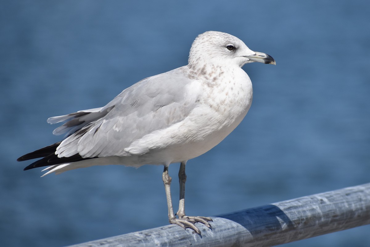 Ring-billed Gull - ML623616474