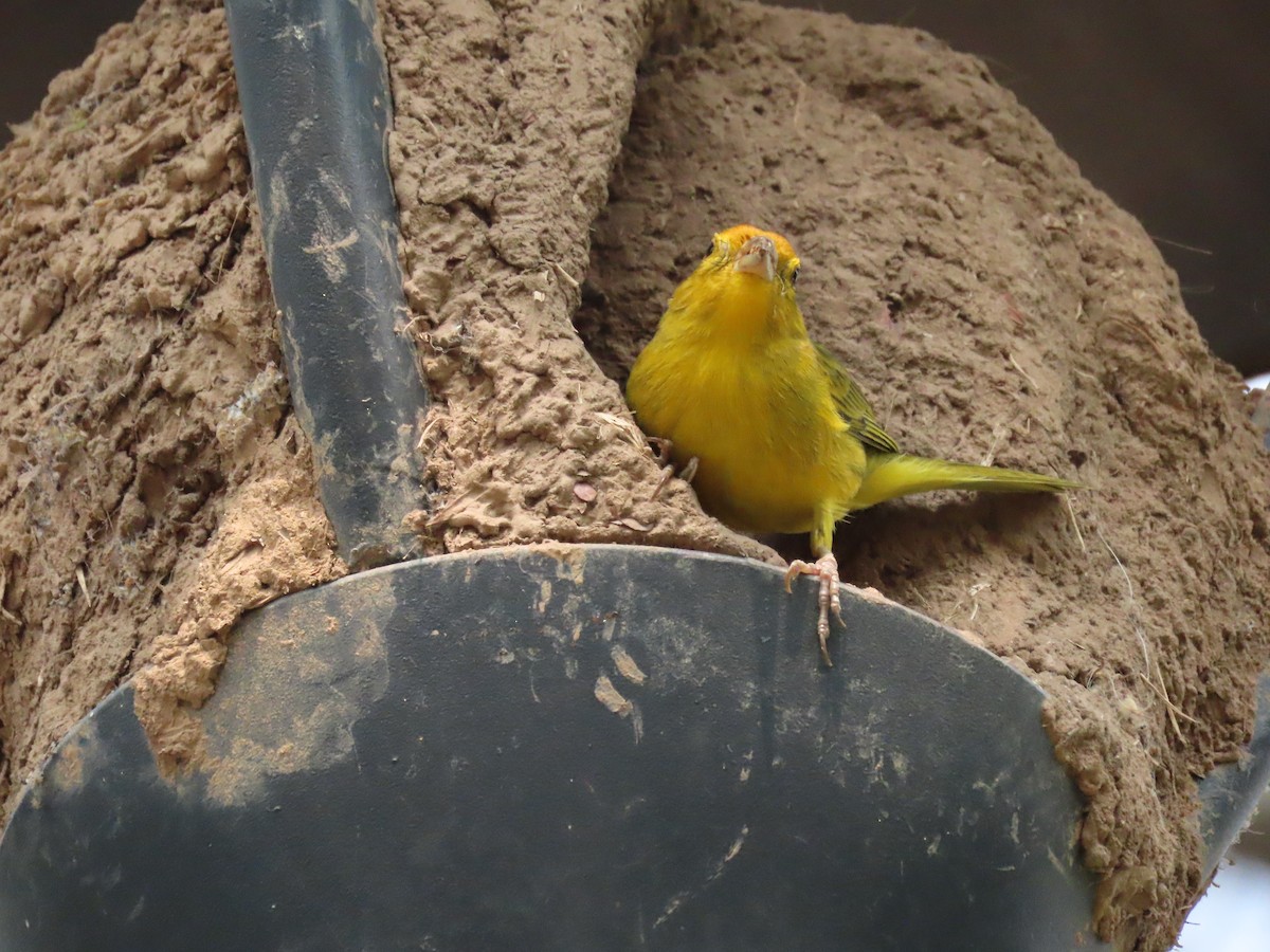 Saffron Finch - Jeff Hopkins