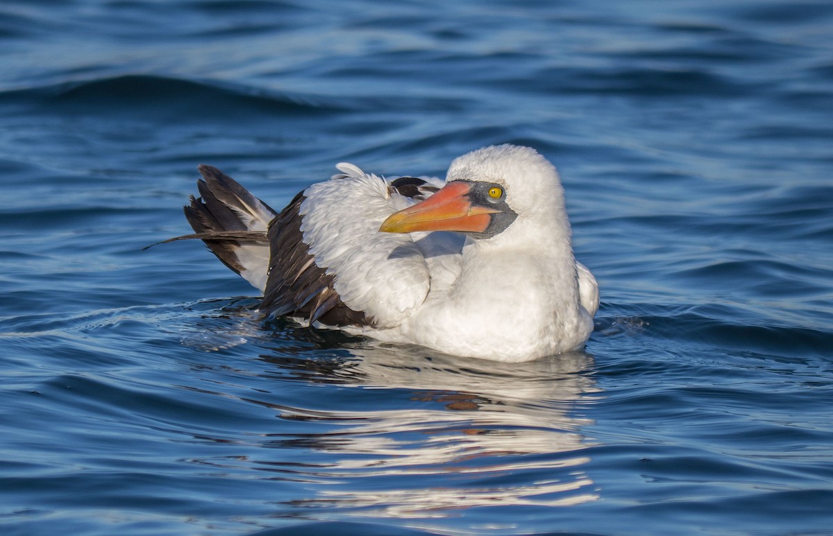 Nazca Booby - ML623616559