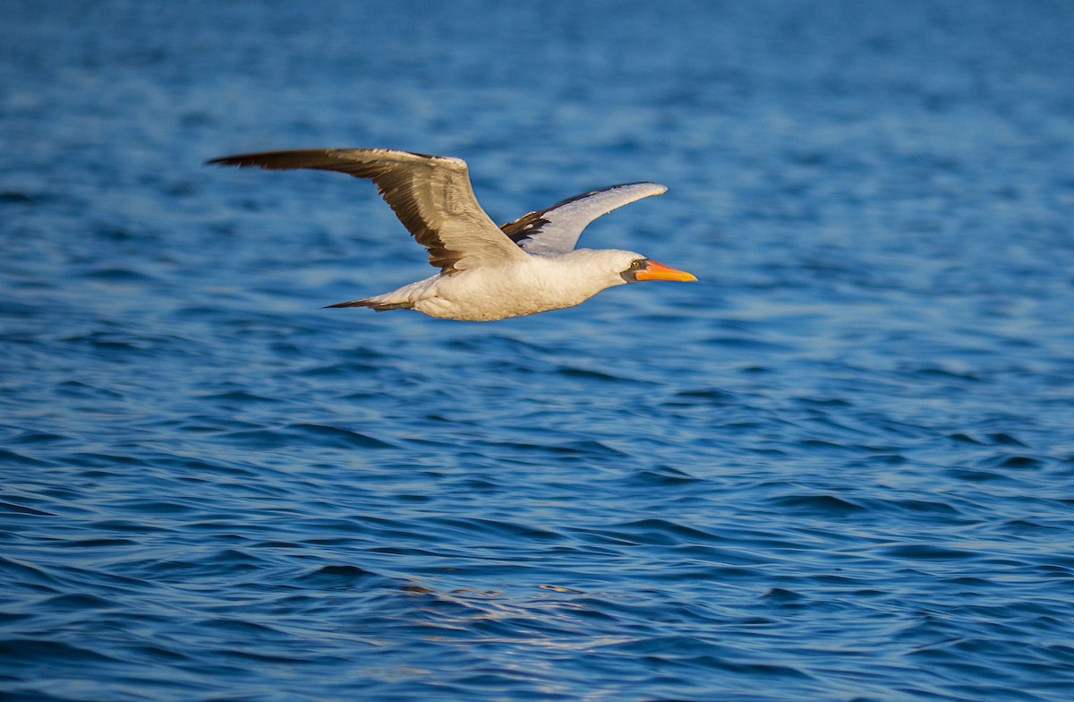 Nazca Booby - ML623616562
