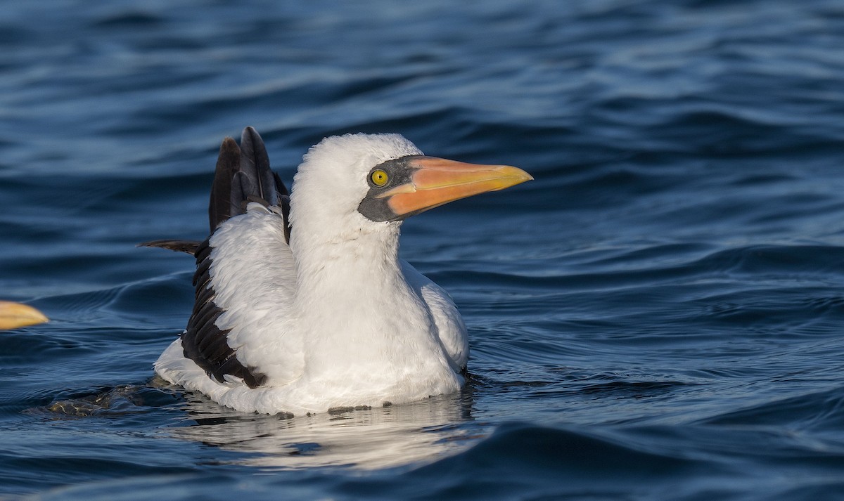 Nazca Booby - ML623616564