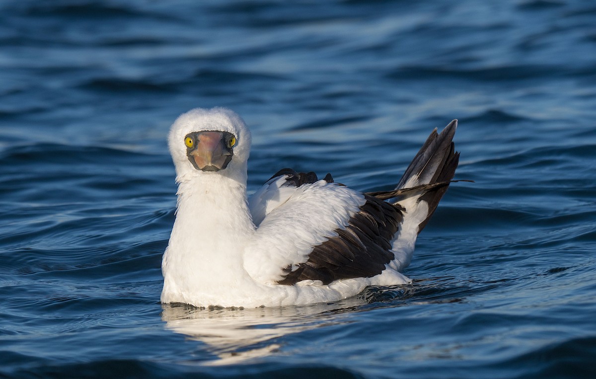 Nazca Booby - ML623616566
