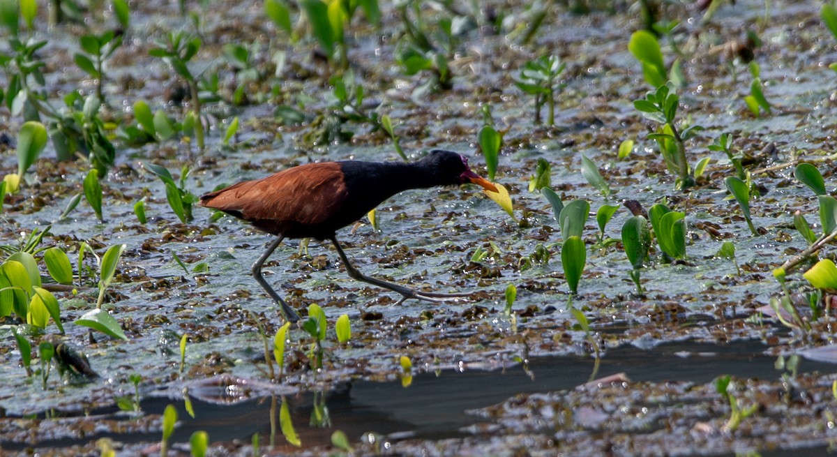 ostnák jihoamerický [skupina jacana] - ML623616604