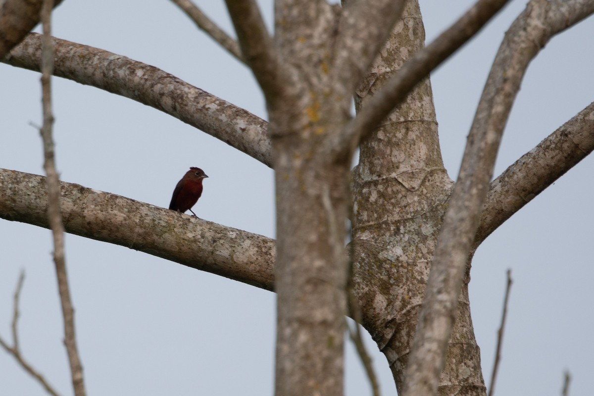 Red-crested Finch - ML623616622