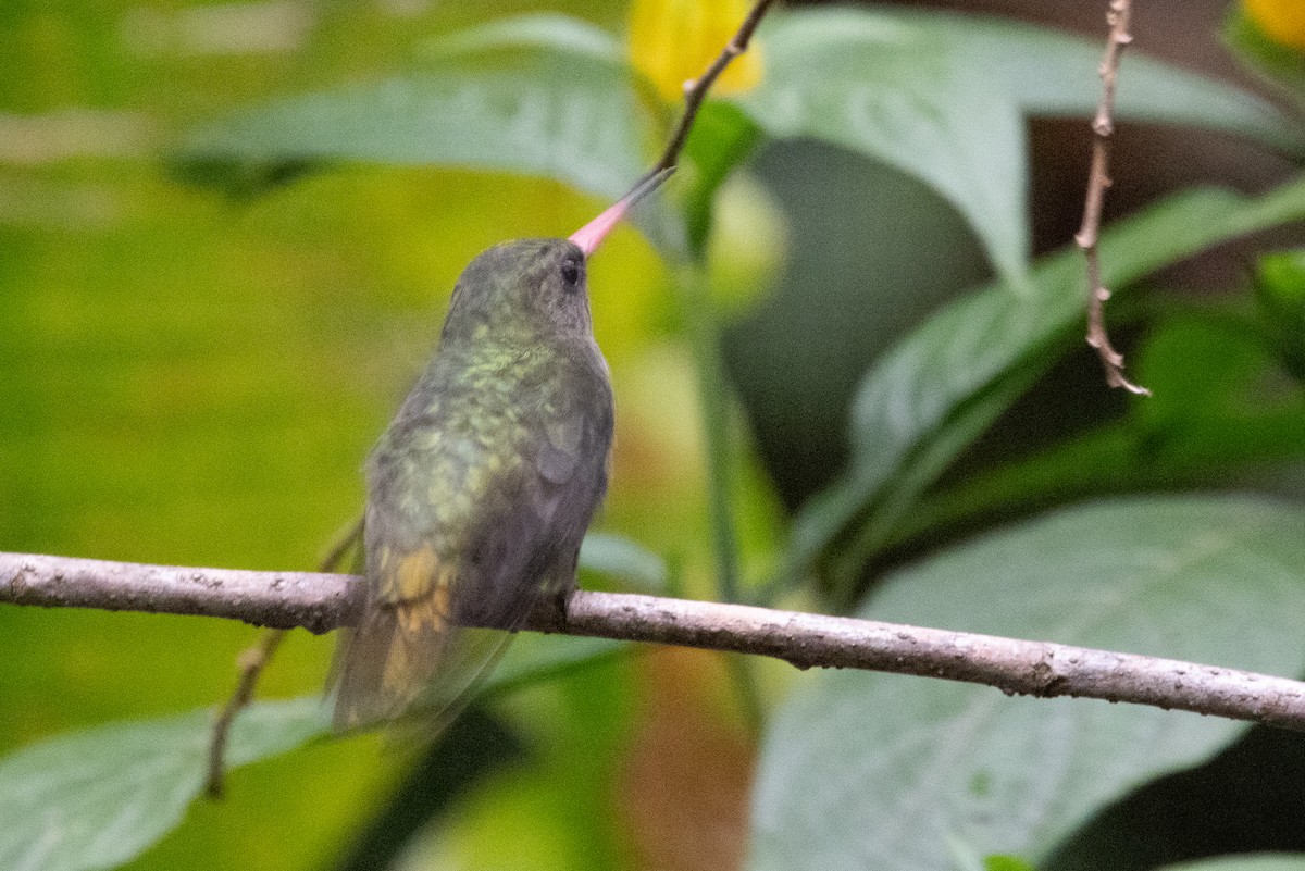 Gilded Hummingbird - ML623616634