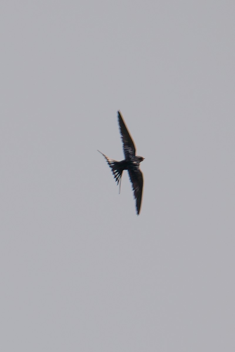 Ethiopian Swallow - ML623616666