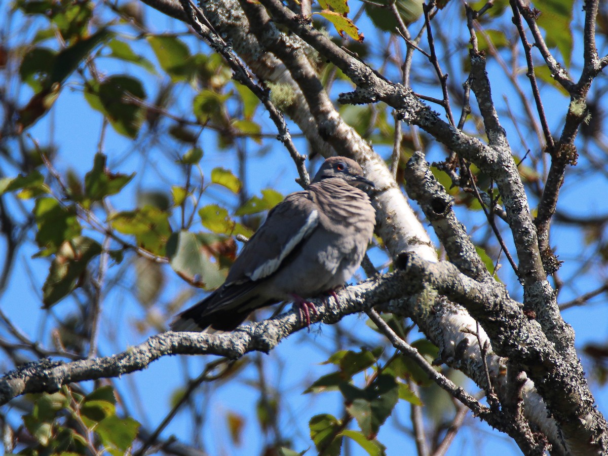 White-winged Dove - ML623616710