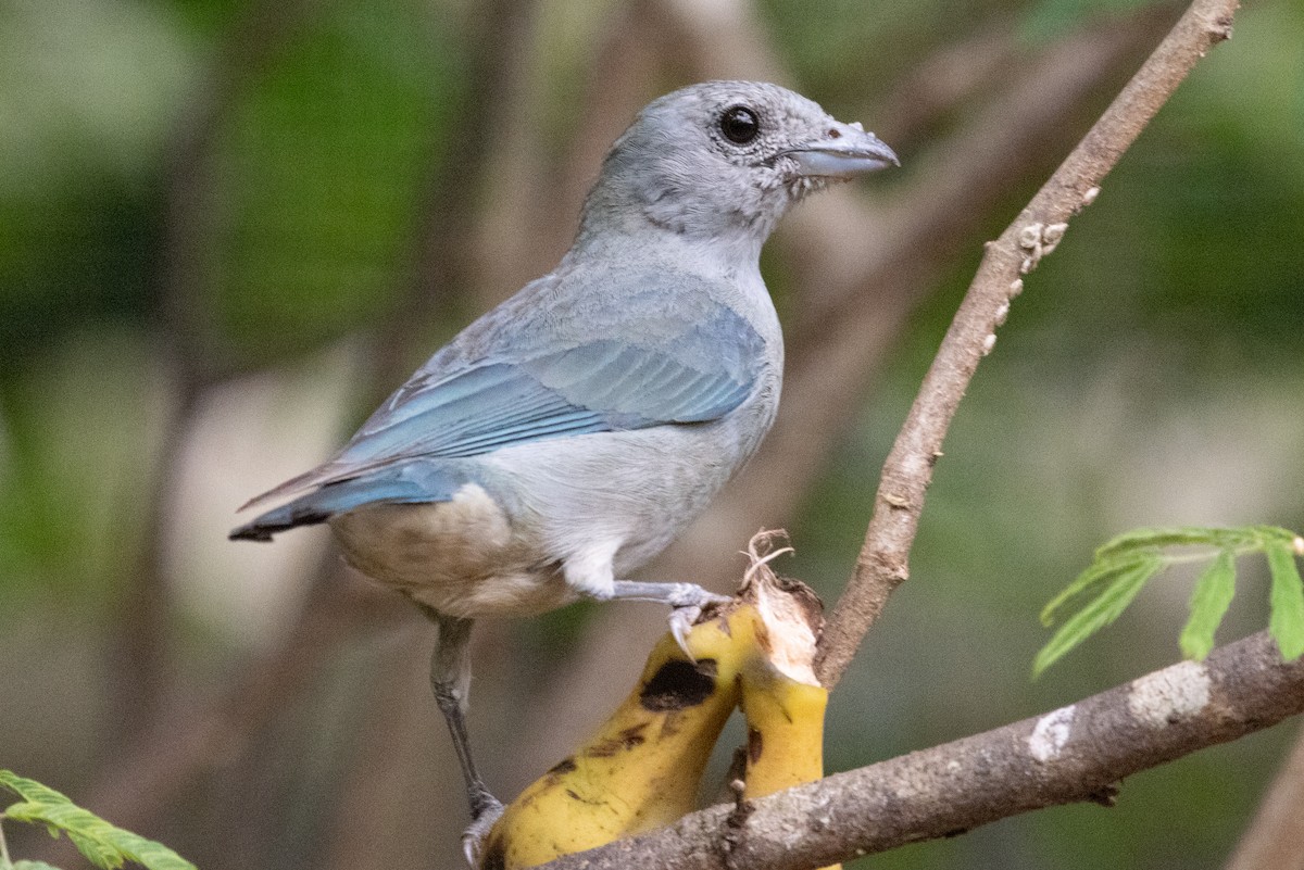 Sayaca Tanager - ML623616758