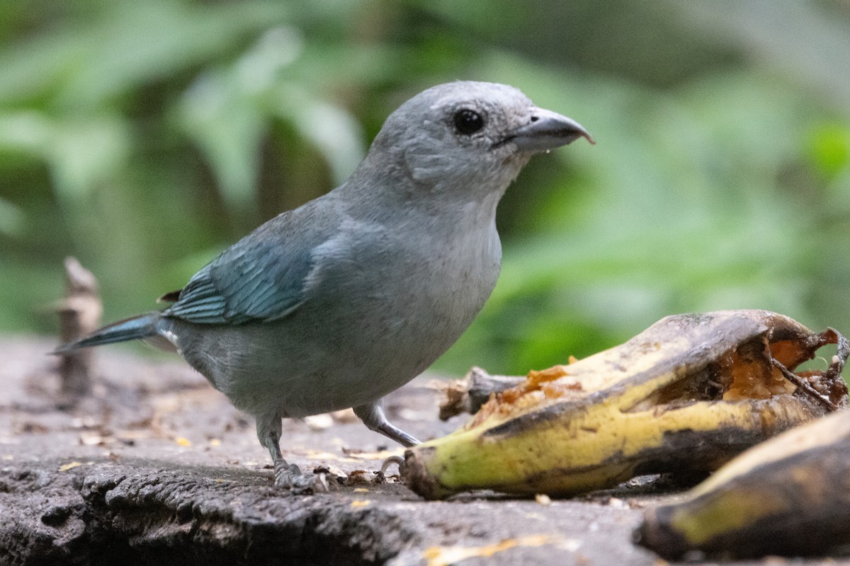 Sayaca Tanager - ML623616759