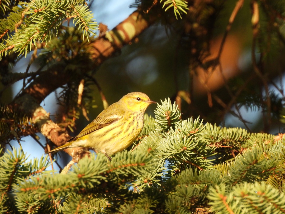 Cape May Warbler - ML623616828