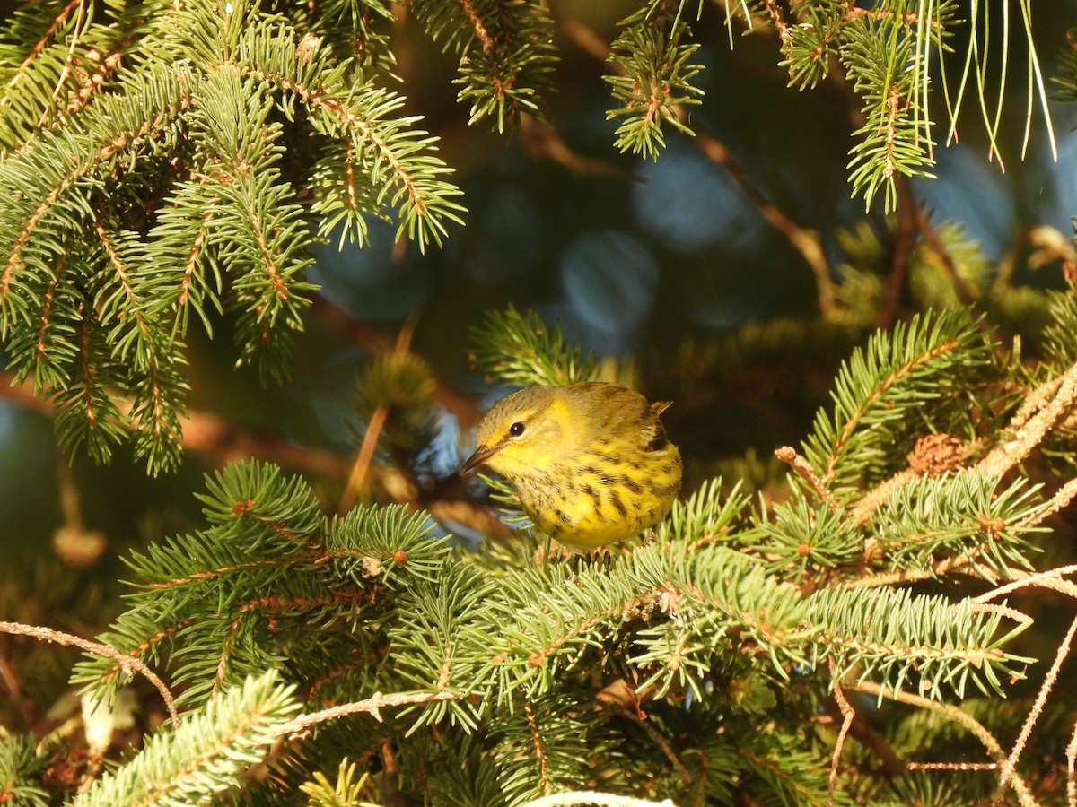 Cape May Warbler - ML623616829