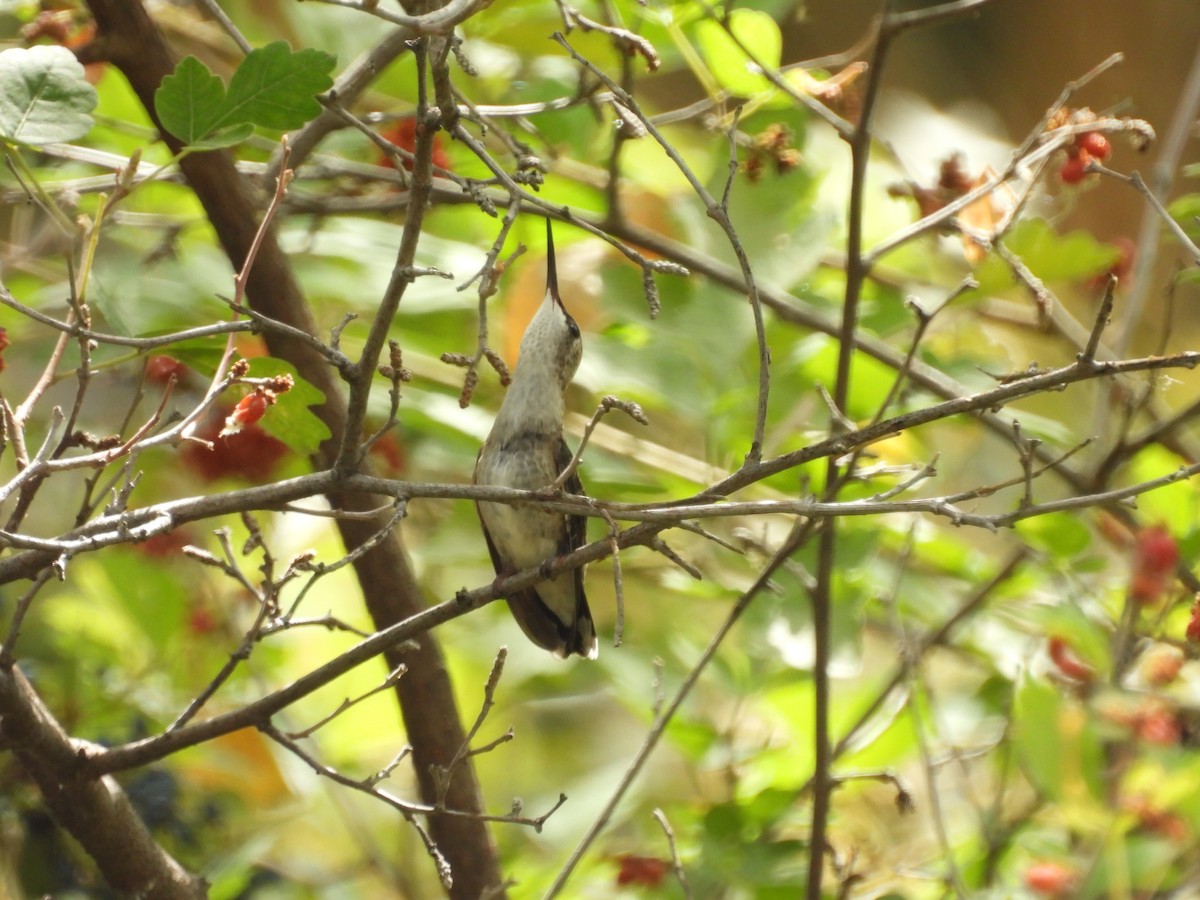 Black-chinned Hummingbird - ML623616861