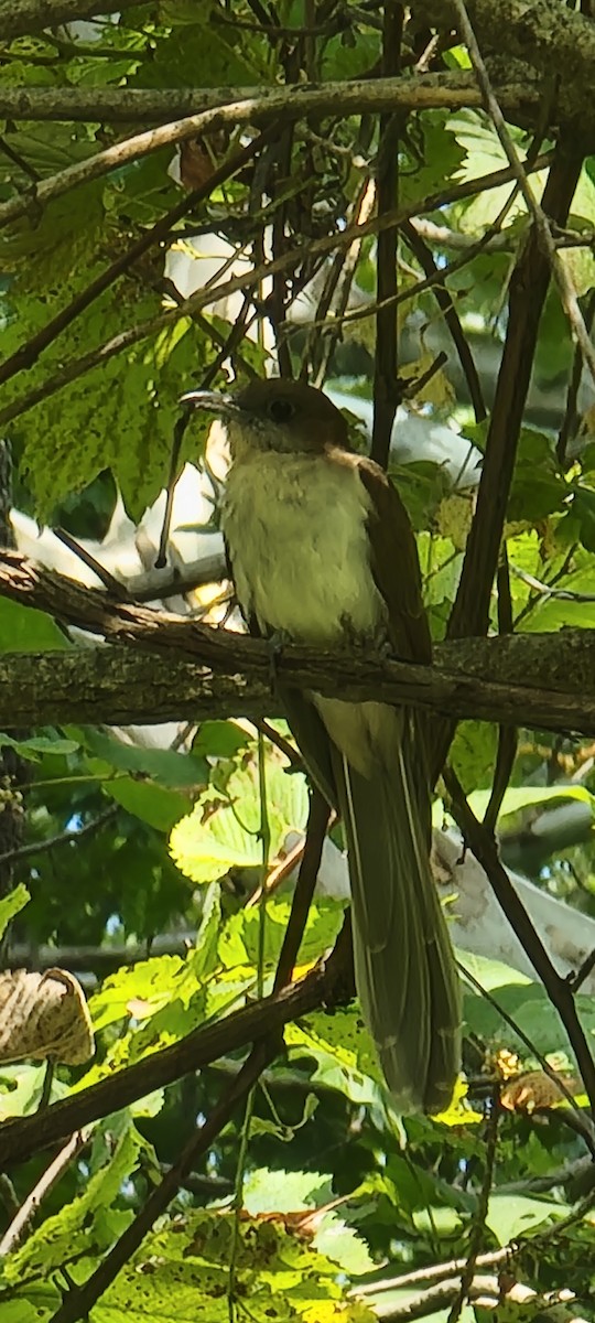 Black-billed Cuckoo - Terry McNeely