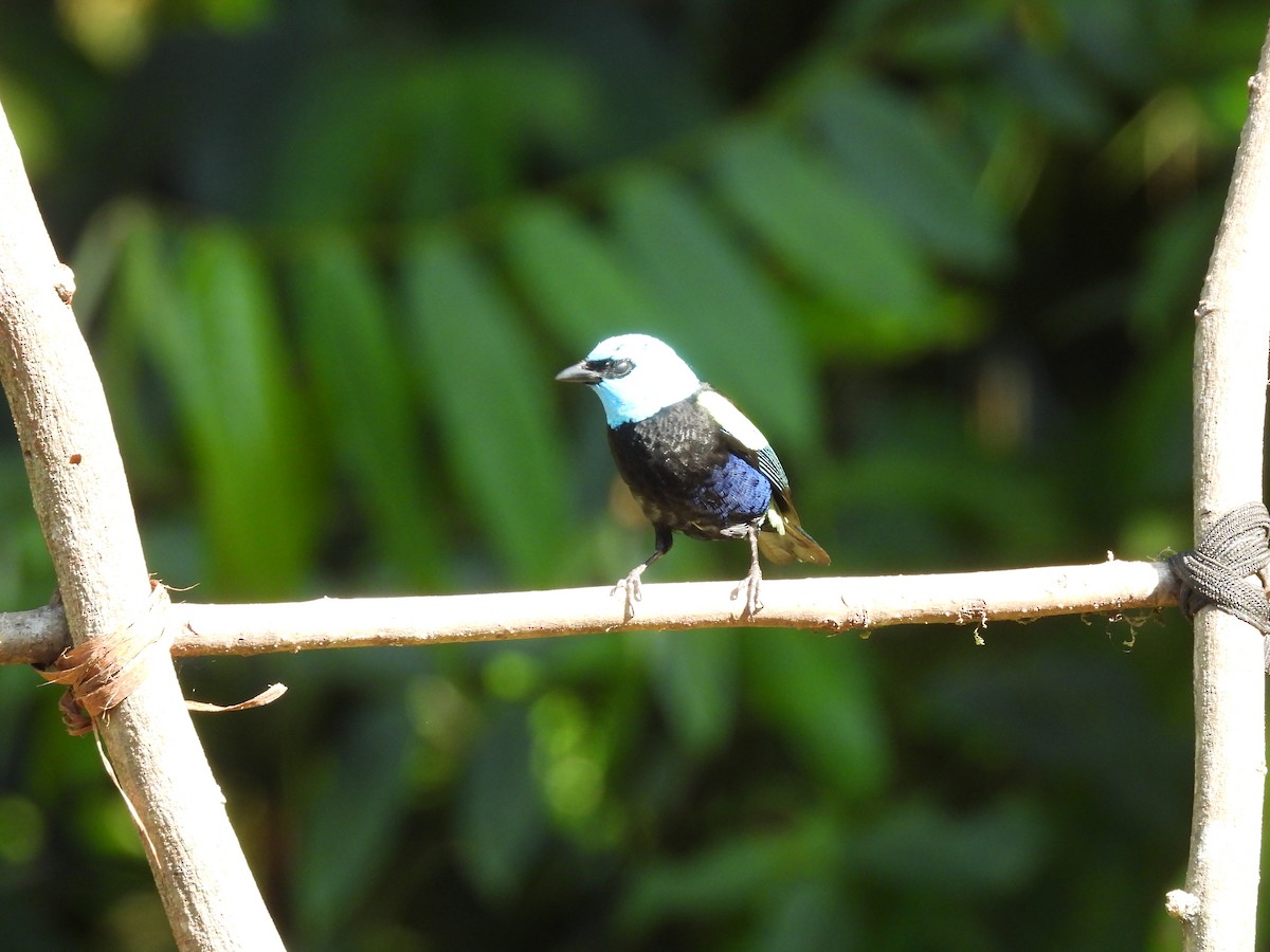 Blue-necked Tanager - ML623616970