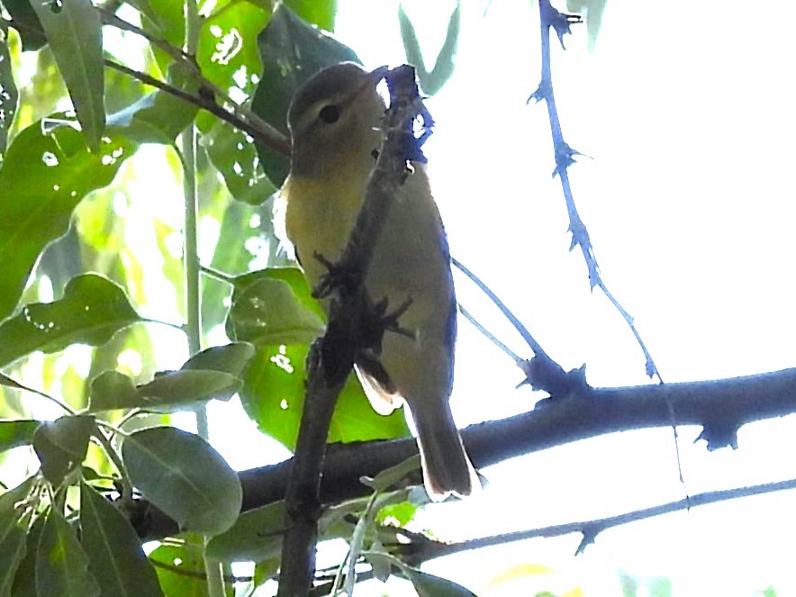 Warbling Vireo - ML623616980