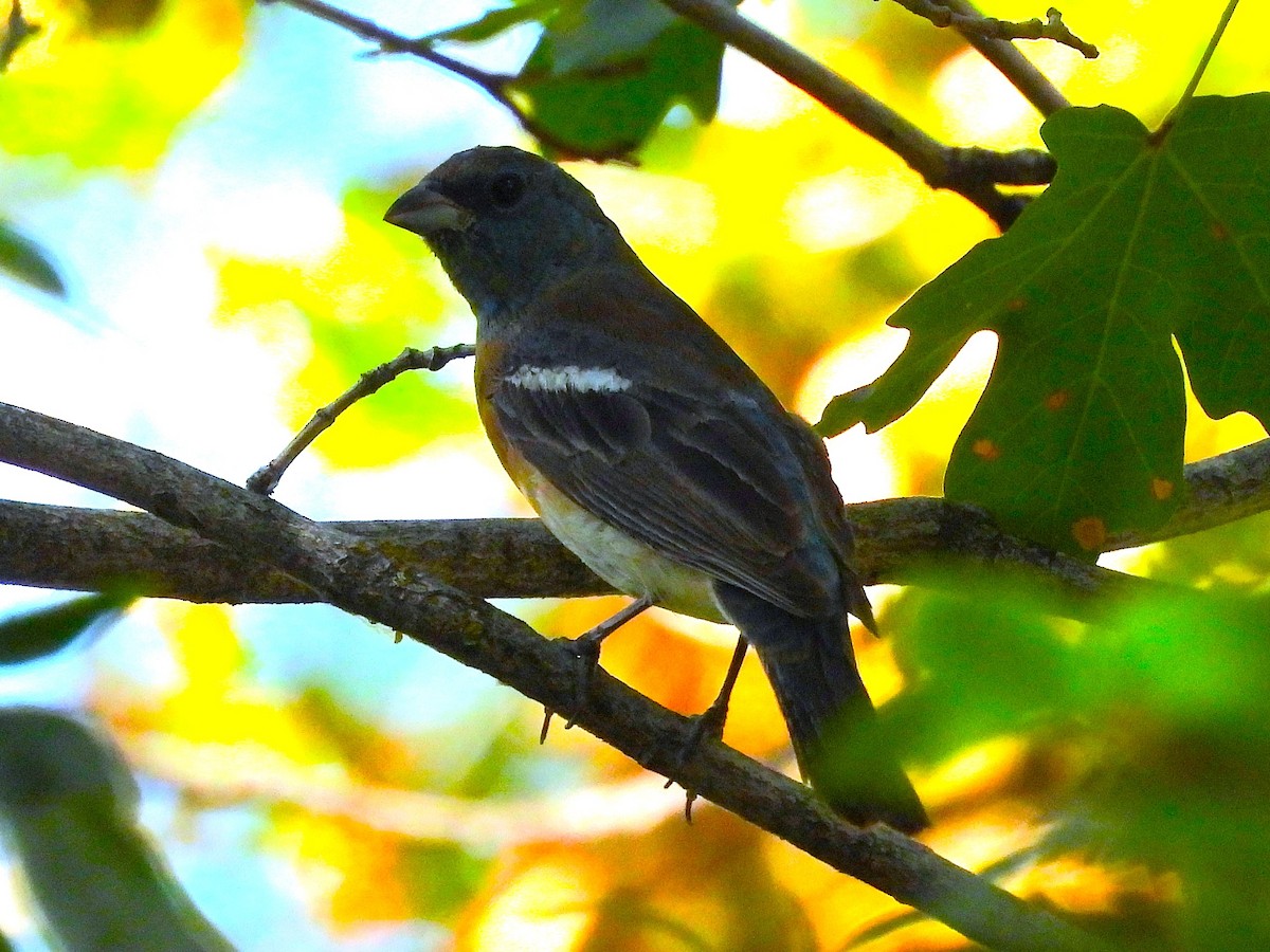 Lazuli Bunting - ML623616984