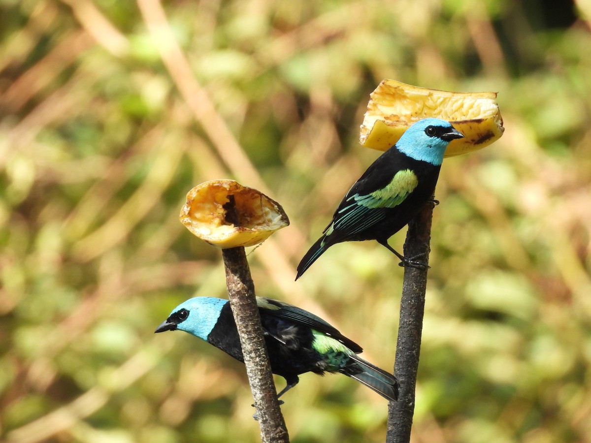 Blue-necked Tanager - ML623616994