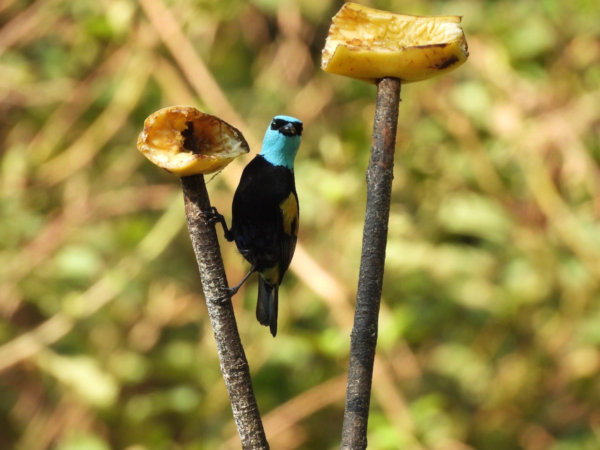 Blue-necked Tanager - ML623616995