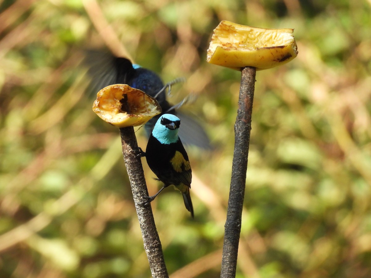 Blue-necked Tanager - ML623616996