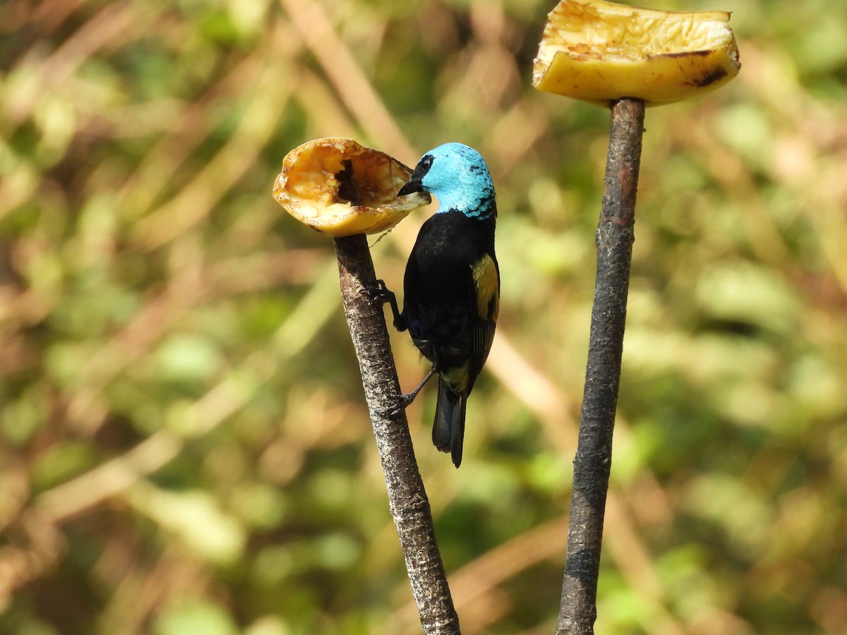 Blue-necked Tanager - ML623616998