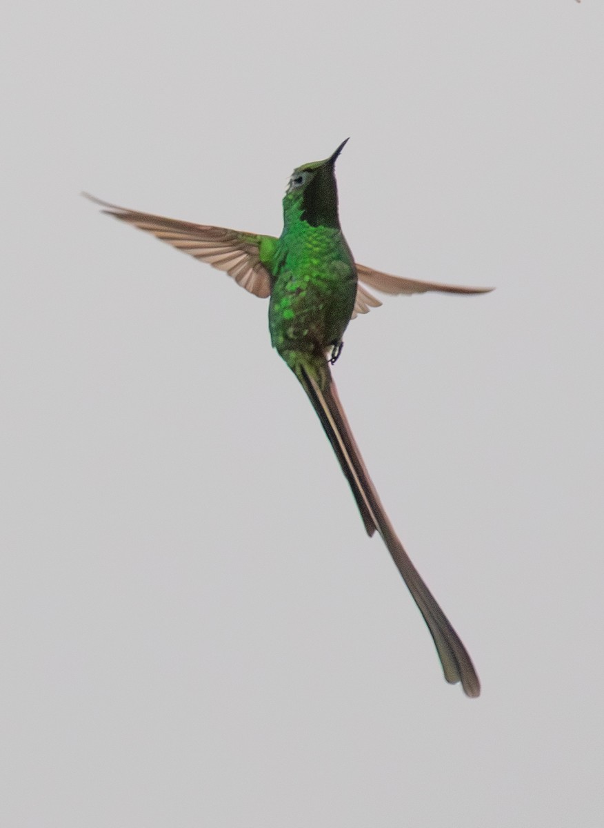 Green-tailed Trainbearer - ML623617023