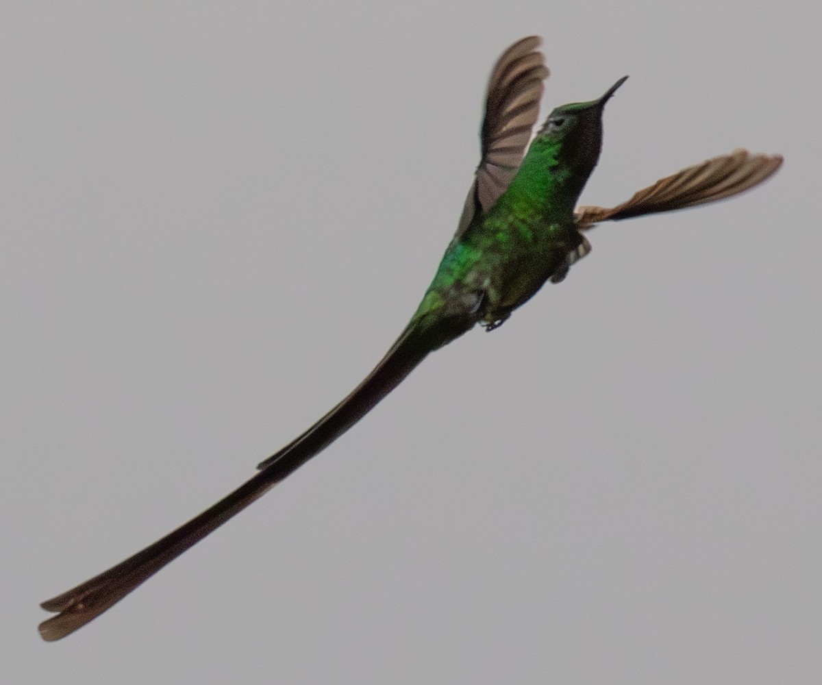 Green-tailed Trainbearer - ML623617024