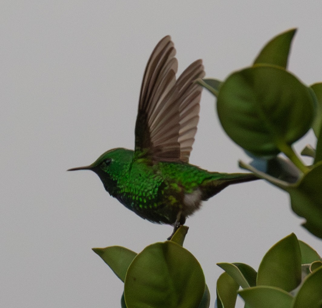 Green-tailed Trainbearer - ML623617027