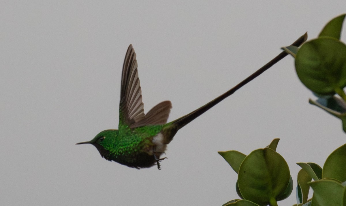 Green-tailed Trainbearer - ML623617028