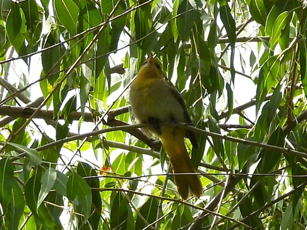 Bullock's Oriole - ML623617046