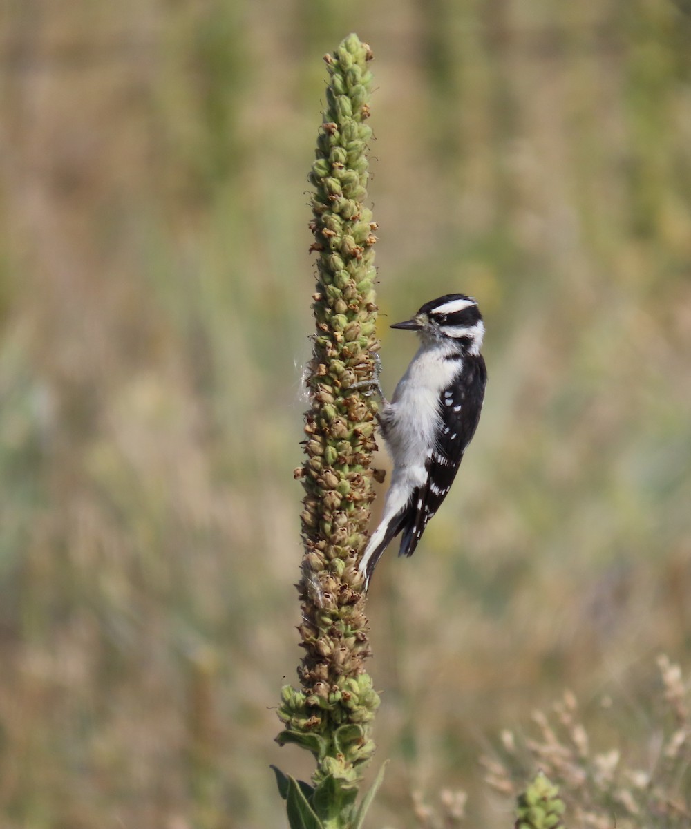 Downy Woodpecker - ML623617047