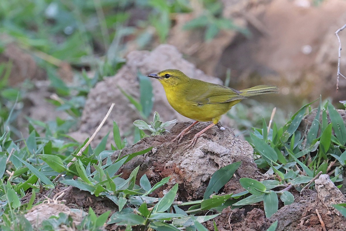 Flavescent Warbler - ML623617055