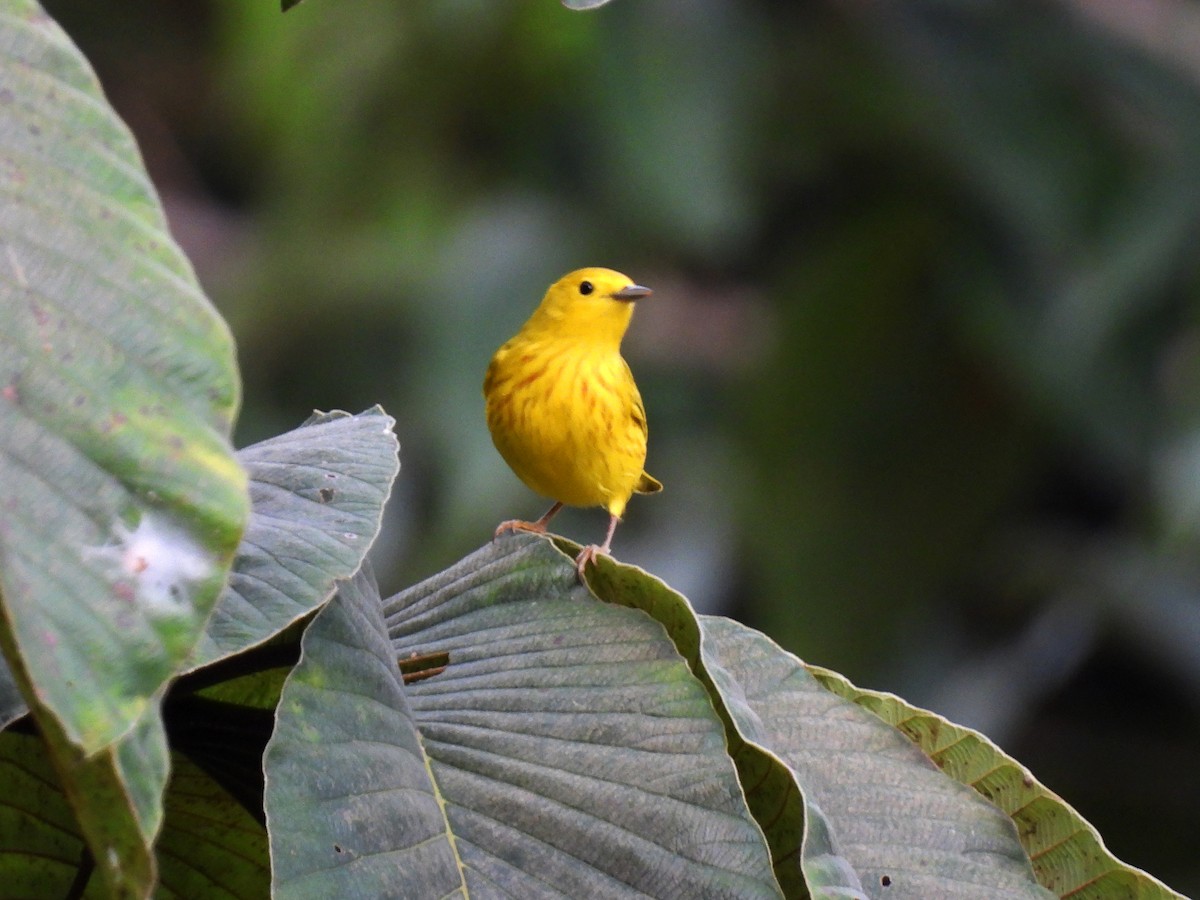 Yellow Warbler - ML623617089