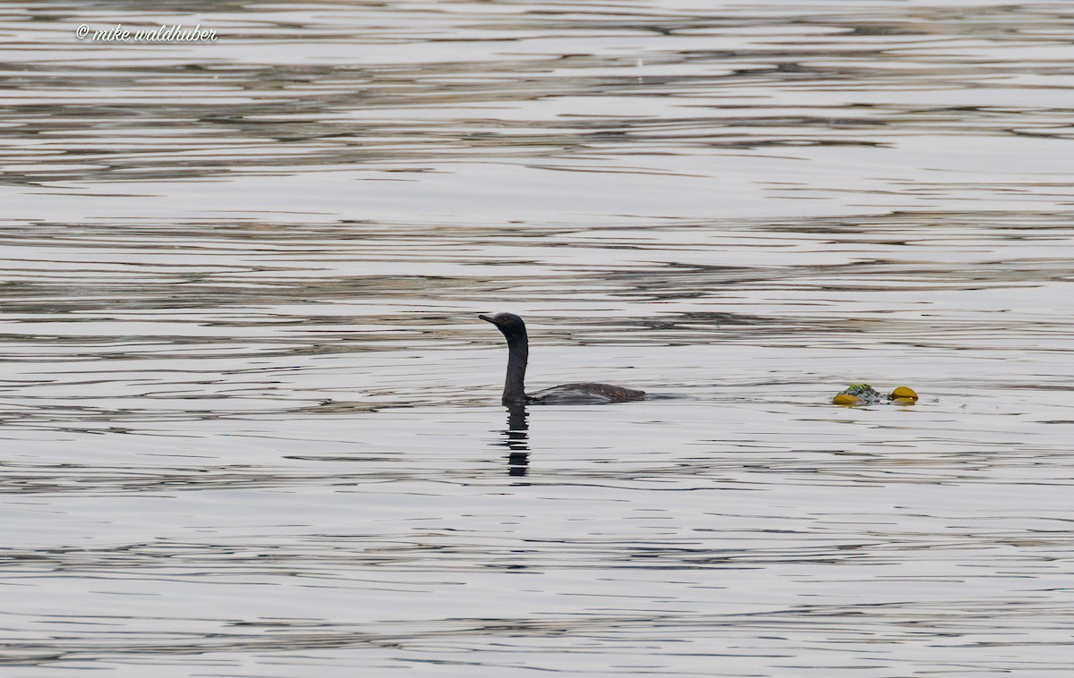 Pelagic Cormorant - Mike Waldhuber