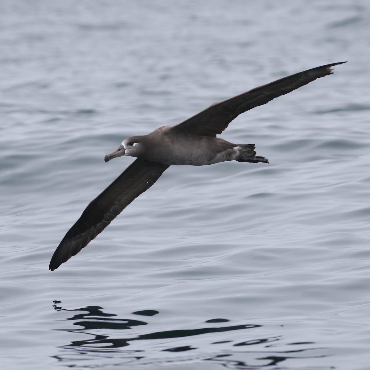 Black-footed Albatross - Alvan Buckley